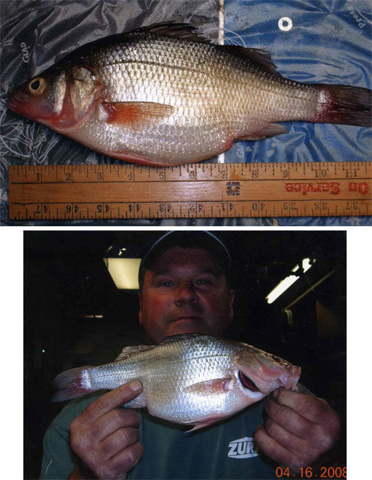 White Perch Record